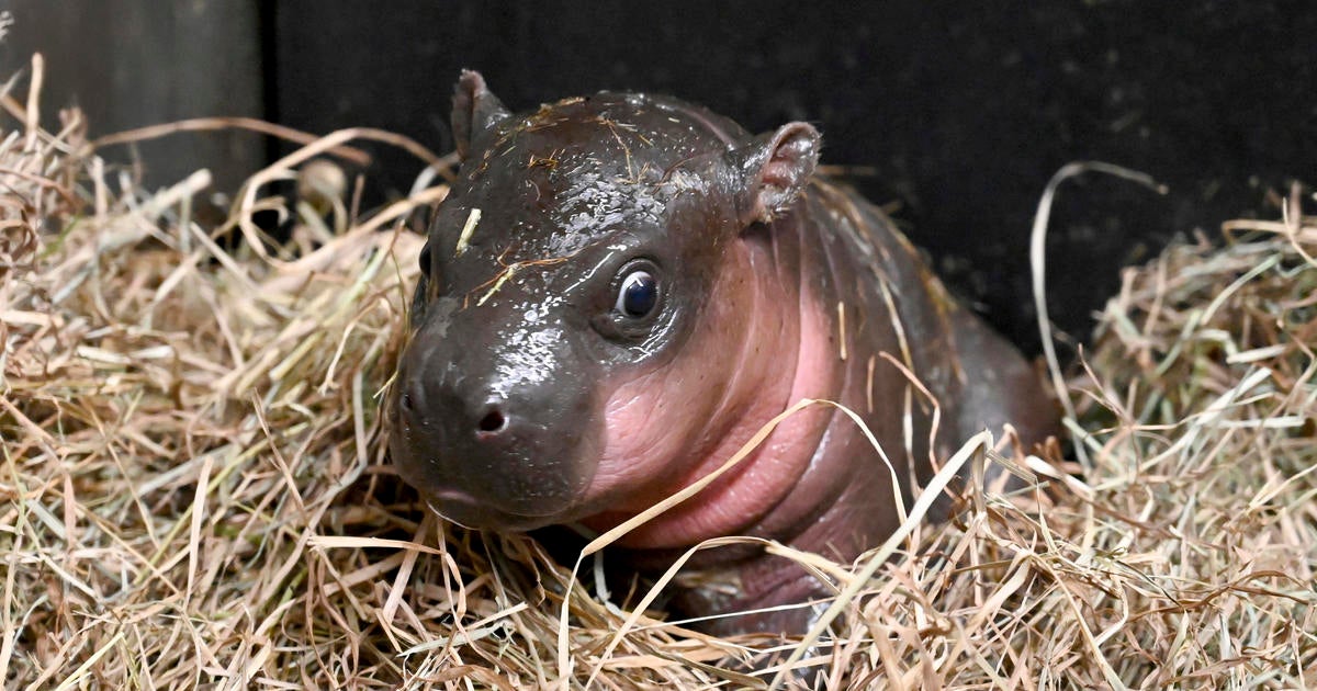 Christmas Miracle! Virginia Zoo Welcomes Endangered Pygmy Hippo Calf